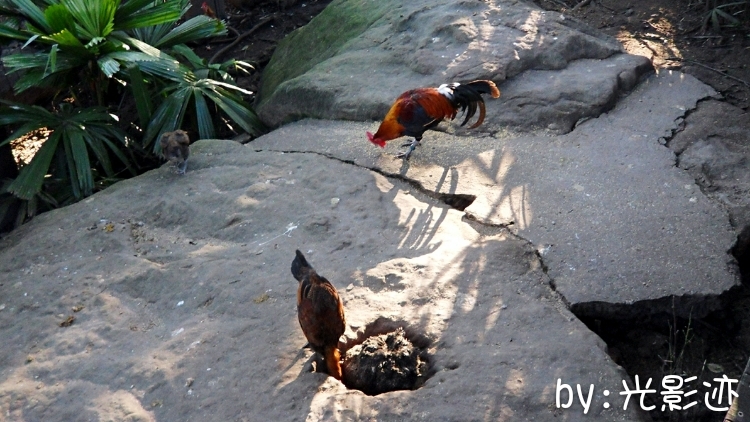 澳洲旅游必去动物园,澳洲动物园游记