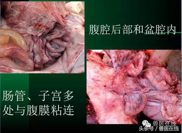 猪病兽医必看的蓝耳病现场诊断