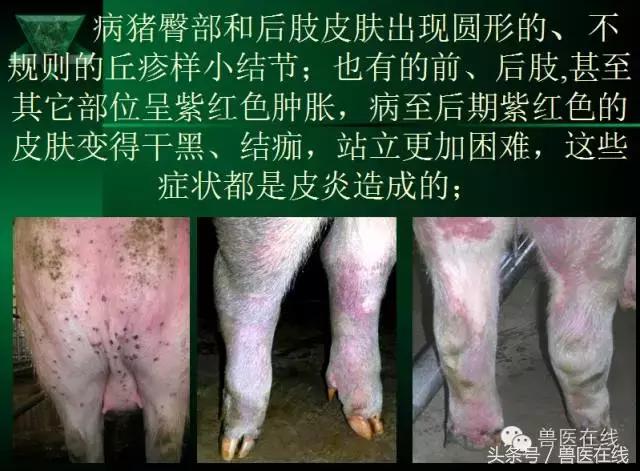 有图有真相——看猪病专家进行蓝耳病的现场诊断和详解！