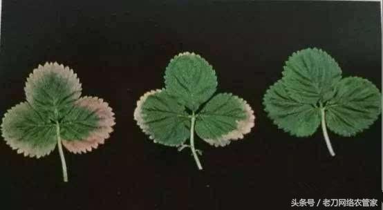 草莓叶片失绿焦枯是什么病害？该用什么办法进行补救
