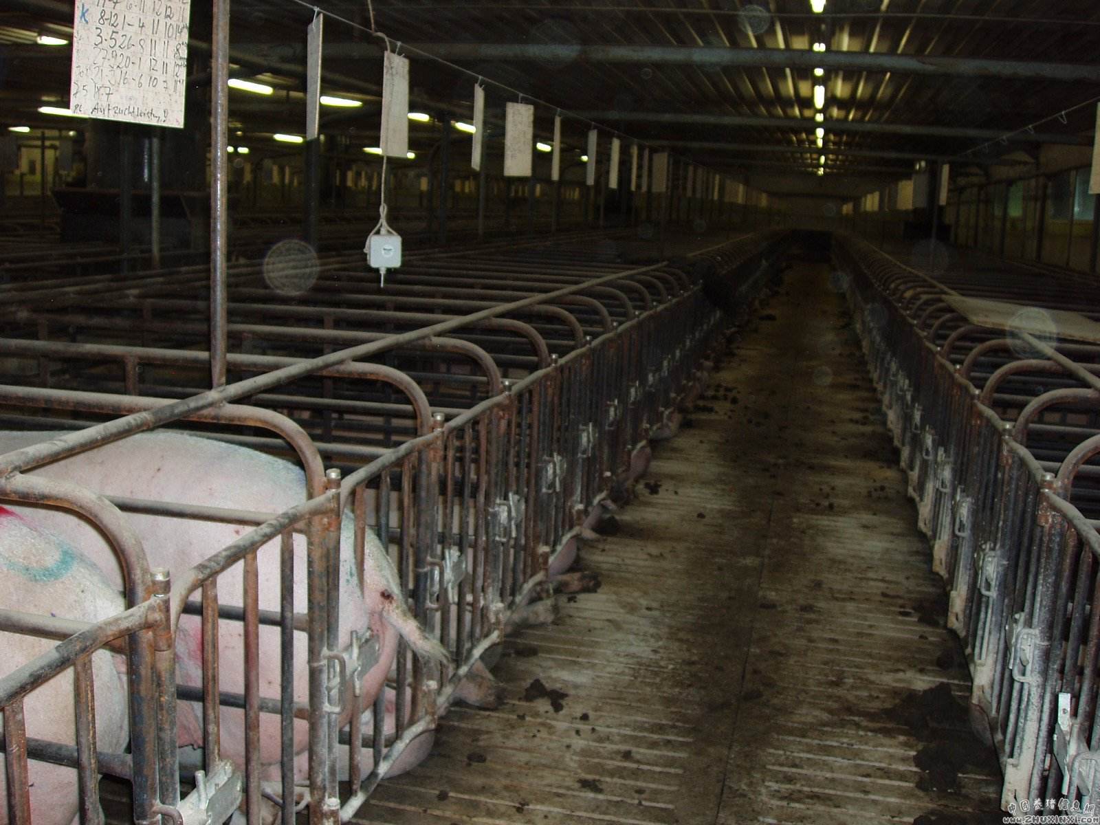 母猪不愿喂小猪,母猪不肯喂小猪奶怎么办