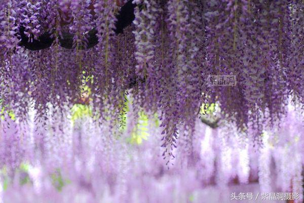 上海古藤园紫藤花是否开了,中国最大的紫藤园