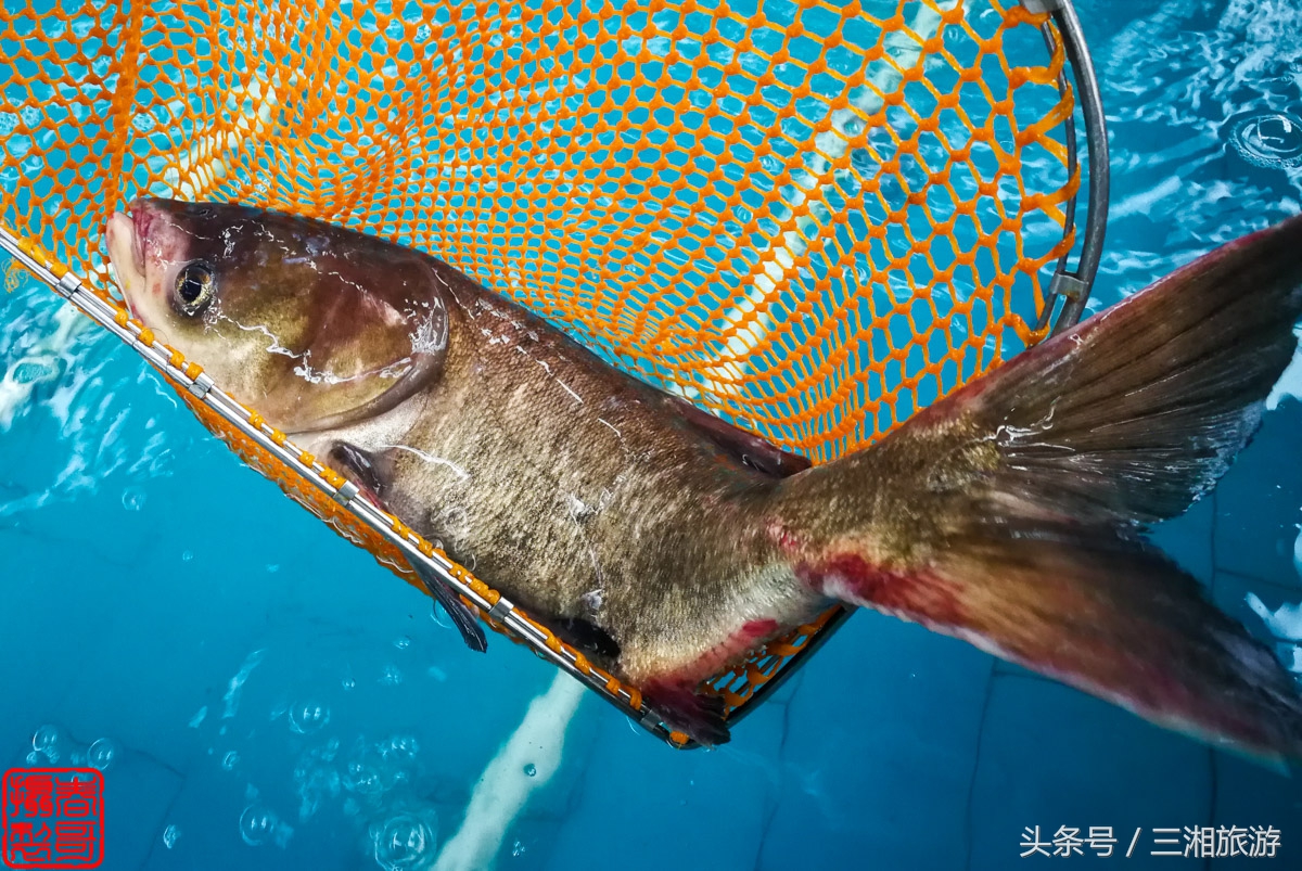 株洲生态休闲农庄生态餐饮,株洲野生鱼饭店