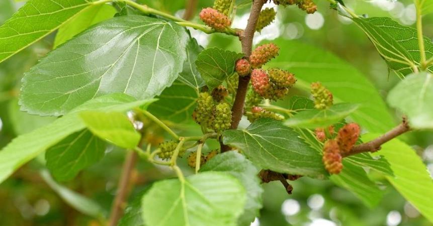 甘油三酯高为什么会造成动脉硬化,动脉硬化指数和甘油三酯高吃什么