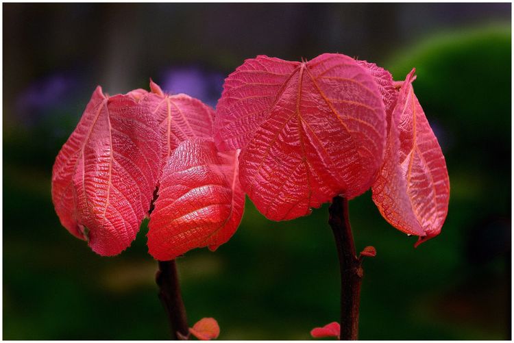 代表独特的花语的花是什么,什么花的花语是惊艳人心的呢