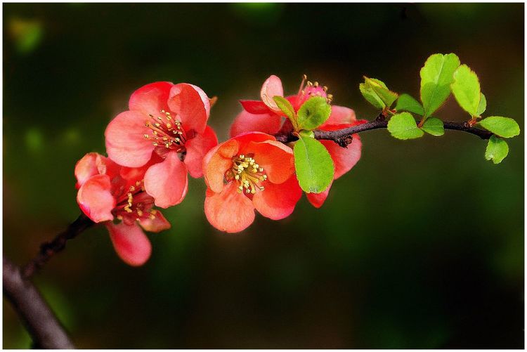代表独特的花语的花是什么,什么花的花语是惊艳人心的呢