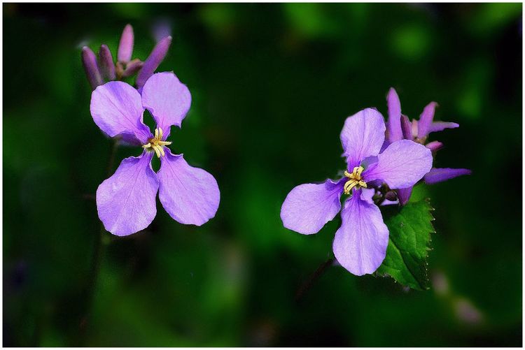 代表独特的花语的花是什么,什么花的花语是惊艳人心的呢