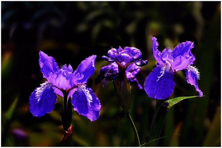 代表独特的花语的花是什么,什么花的花语是惊艳人心的呢