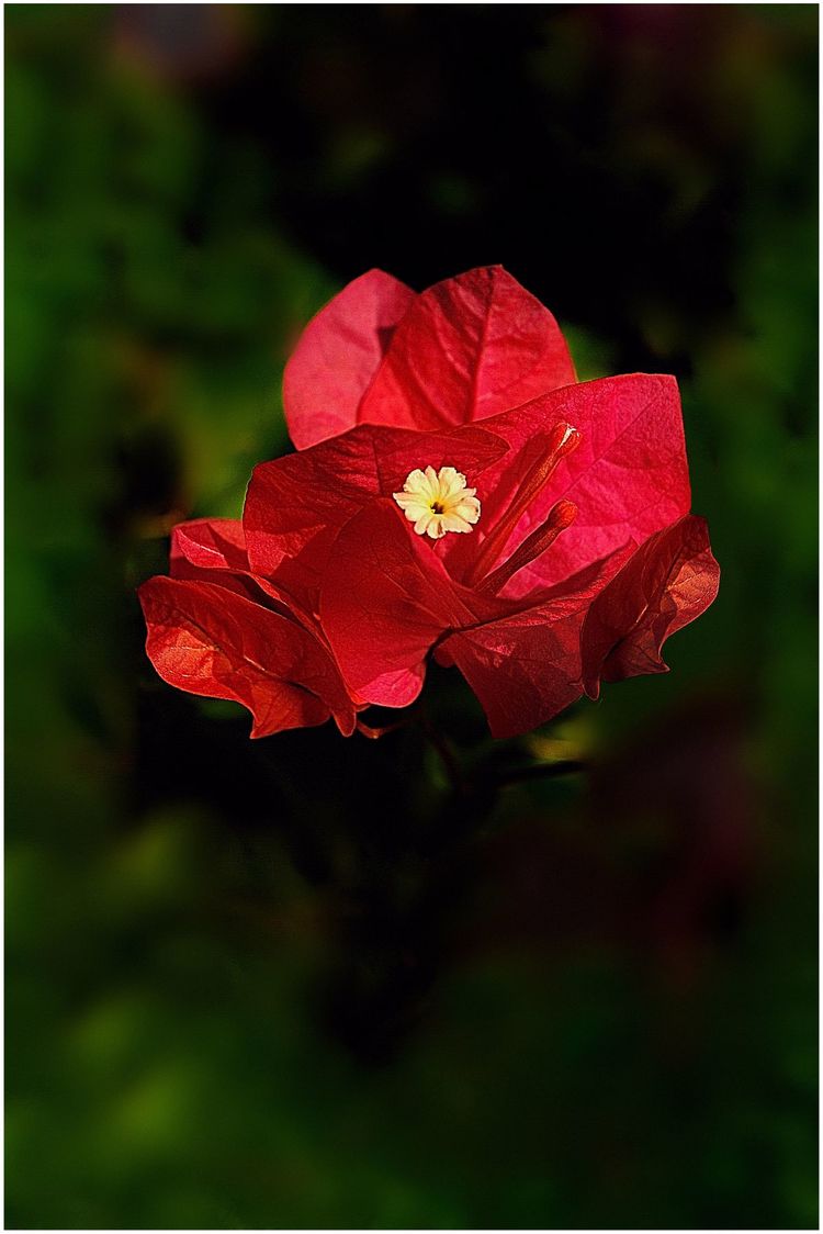 代表独特的花语的花是什么,什么花的花语是惊艳人心的呢