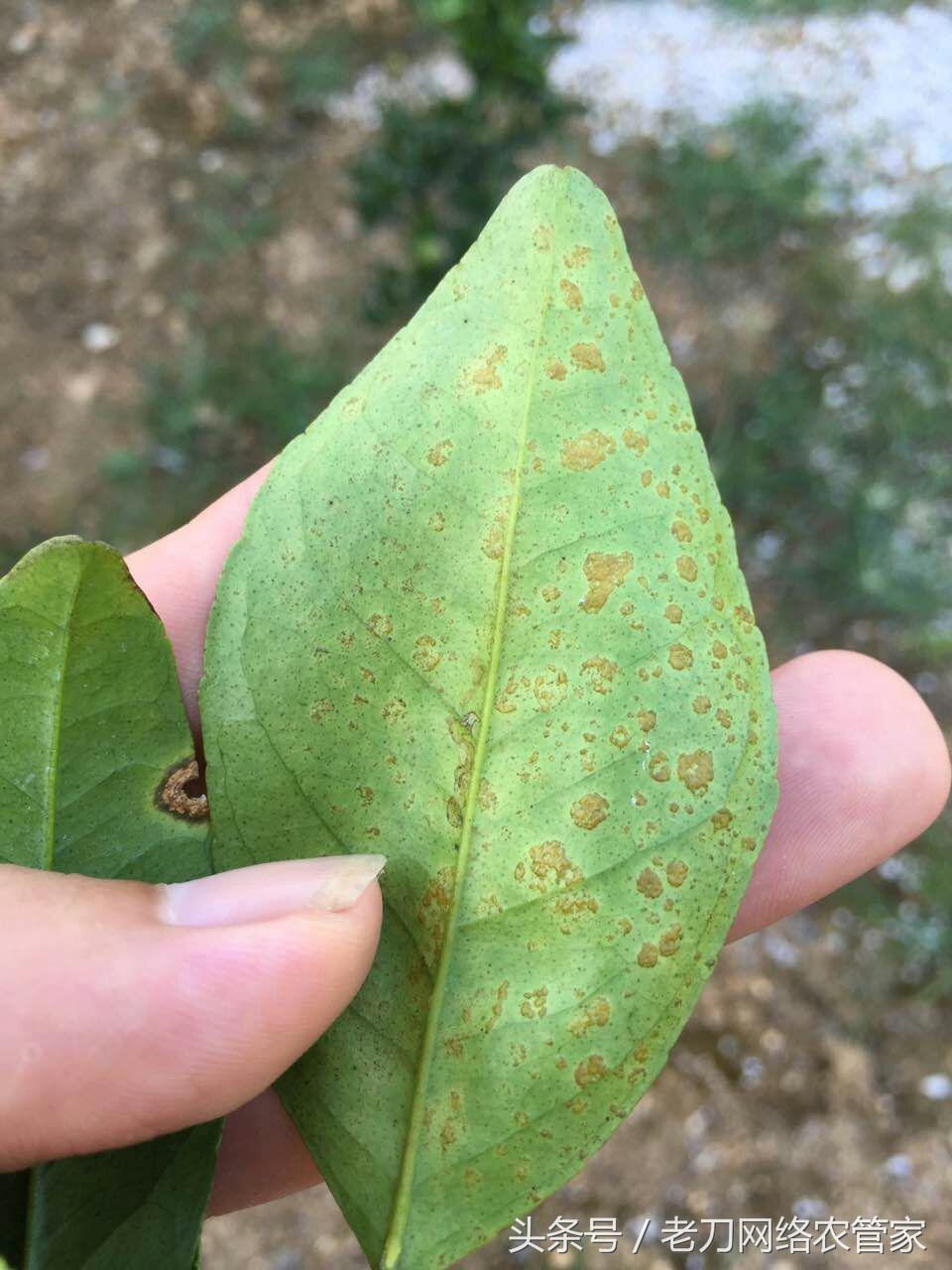 病害篇｜叶片上密密麻麻的小凸点，是什么？专家帮你解疑答惑