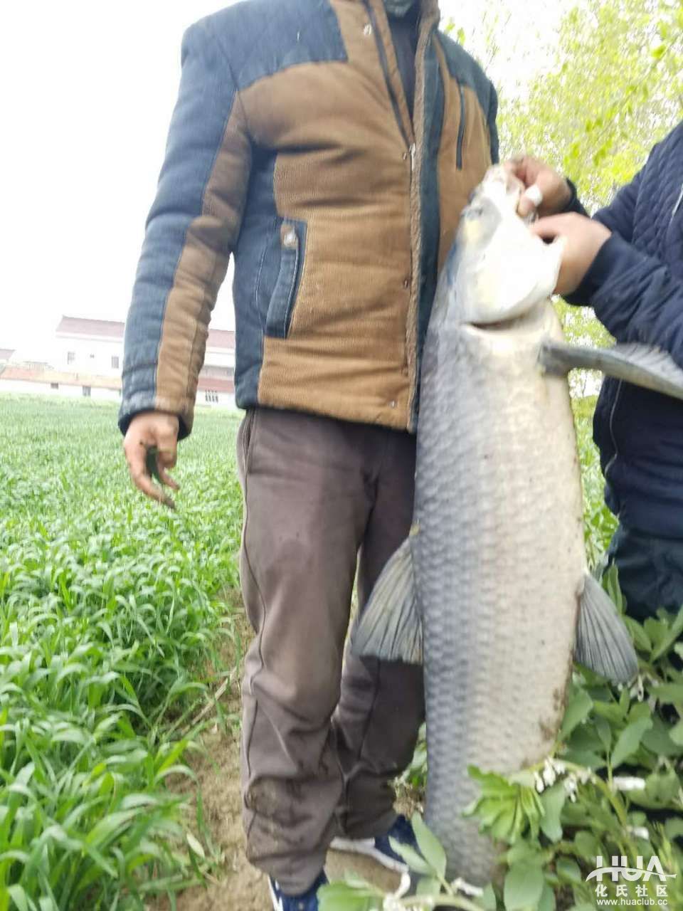 龙纹鲤休闲一代钓鱼实战,龙纹鲤休闲版水库实战中鱼瞬间