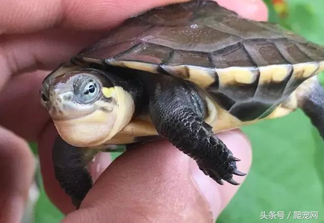 石金钱龟颜色及投资价值的关系