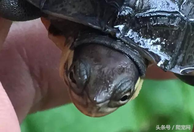 石金钱龟颜色及投资价值的关系