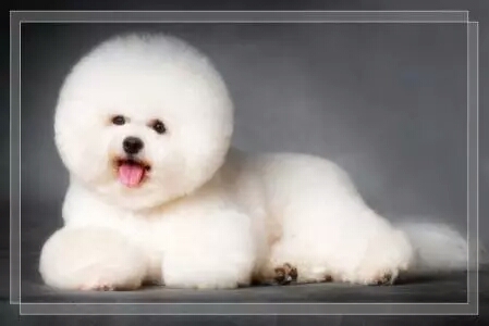 比熊犬咬人怎么训犬,比熊犬训犬视频大全