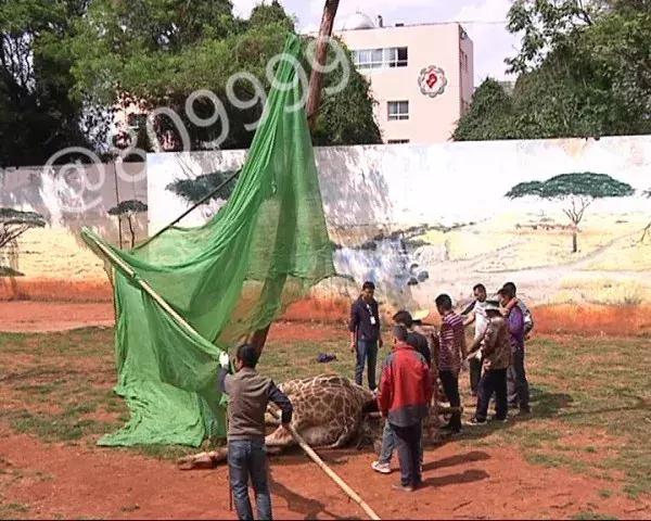 长颈鹿受伤倒地不起,长颈鹿海荣
