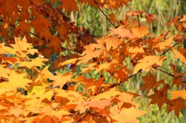 鎴戠殑瀹朵埂纾愮煶浠嬬粛,鎴戠殑瀹朵埂纾愮煶鐭冲拃