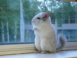 龙猫饲养，小白扫盲，爱护宠物，珍爱生命