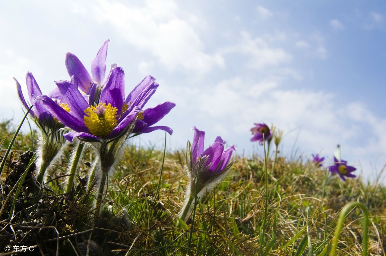 中药宝典:白头翁——好好地老头怎么成了中药名