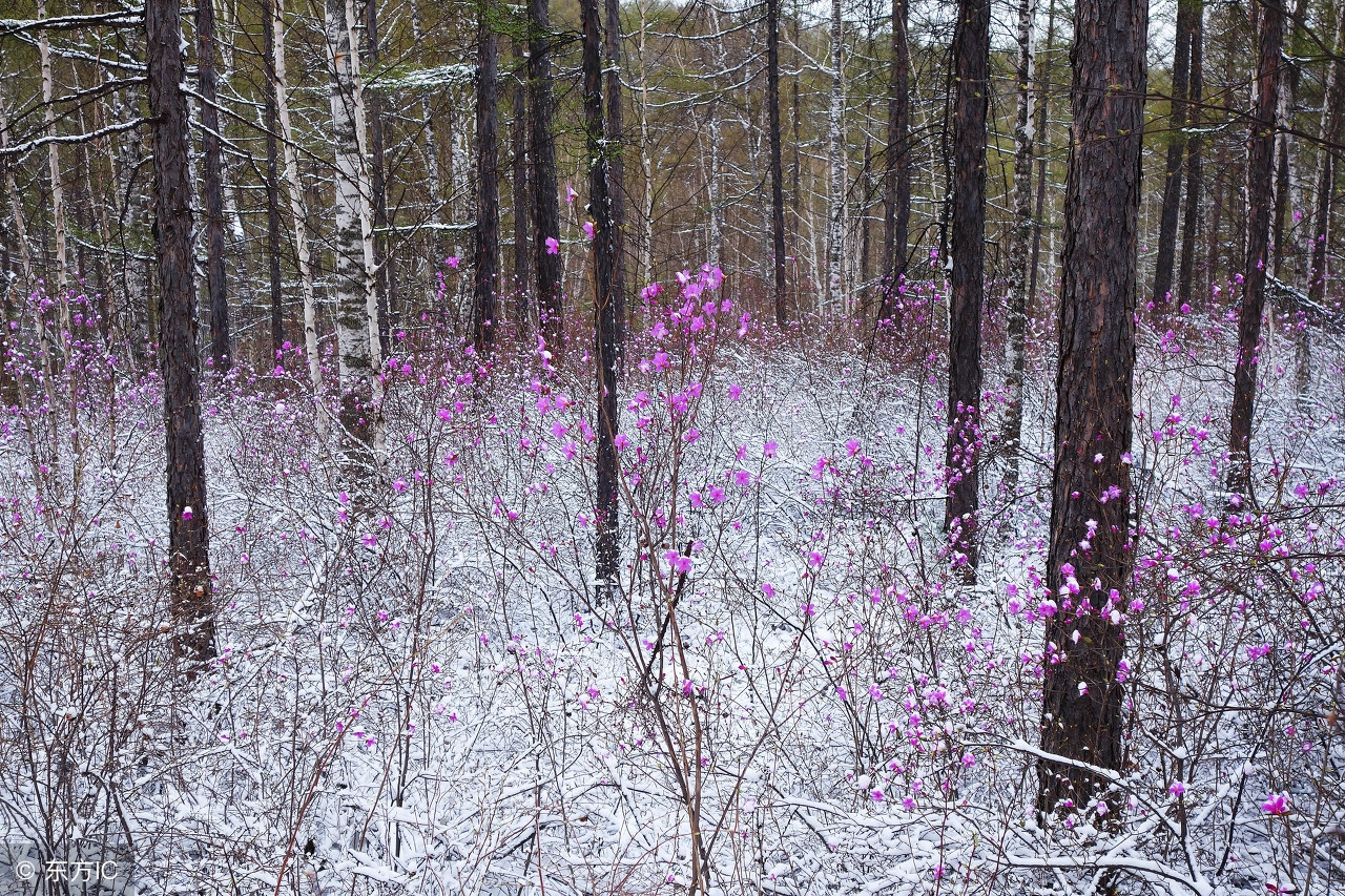 漠河杜鹃花风景图片,感受漠河白桦林的气息和美景