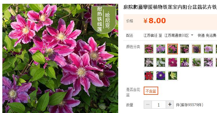 刚买回来的铁线莲怎么养,铁线莲怎么那么贵