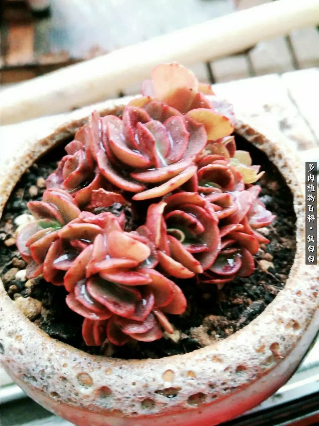 高一女生应该如何培养自己,植物补光灯养多肉心得