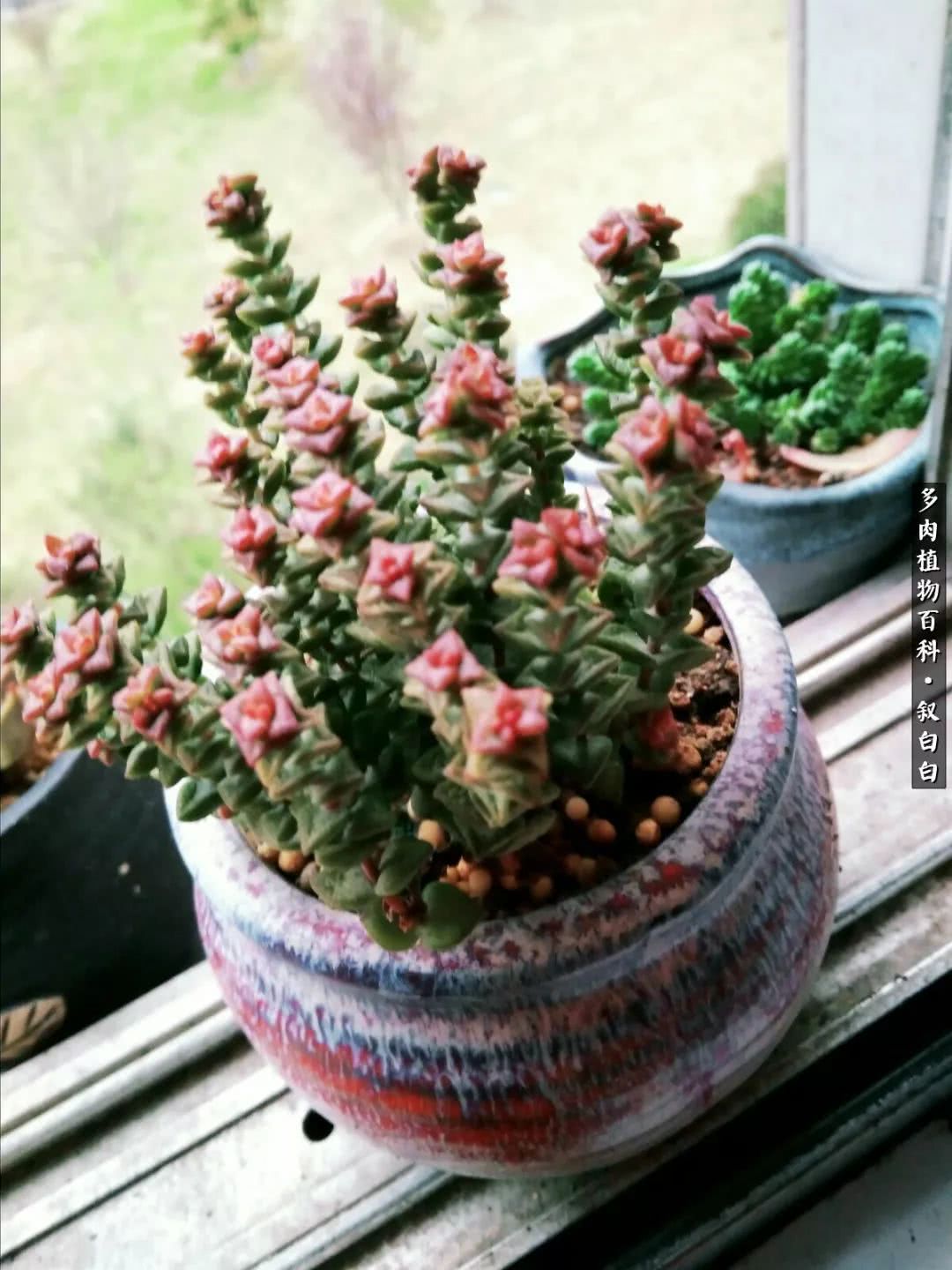 高一女生应该如何培养自己,植物补光灯养多肉心得