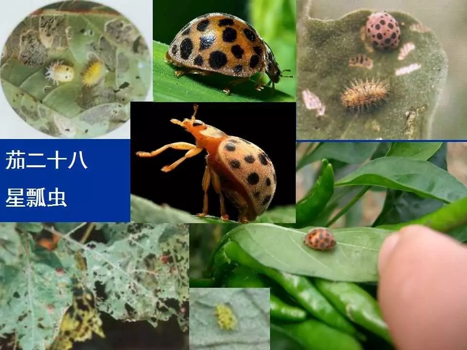 重庆室内常见害虫,储粮害虫常见图片