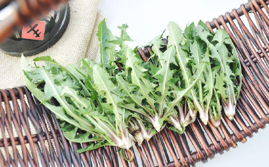 婆婆丁是蒲公英的别名,婆婆丁的学名是蒲公英吗