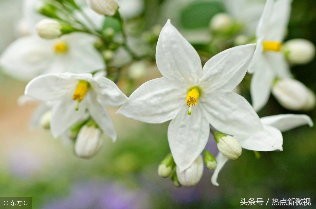 花语大全99种花语你需要了解,关于每种花的浪漫花语