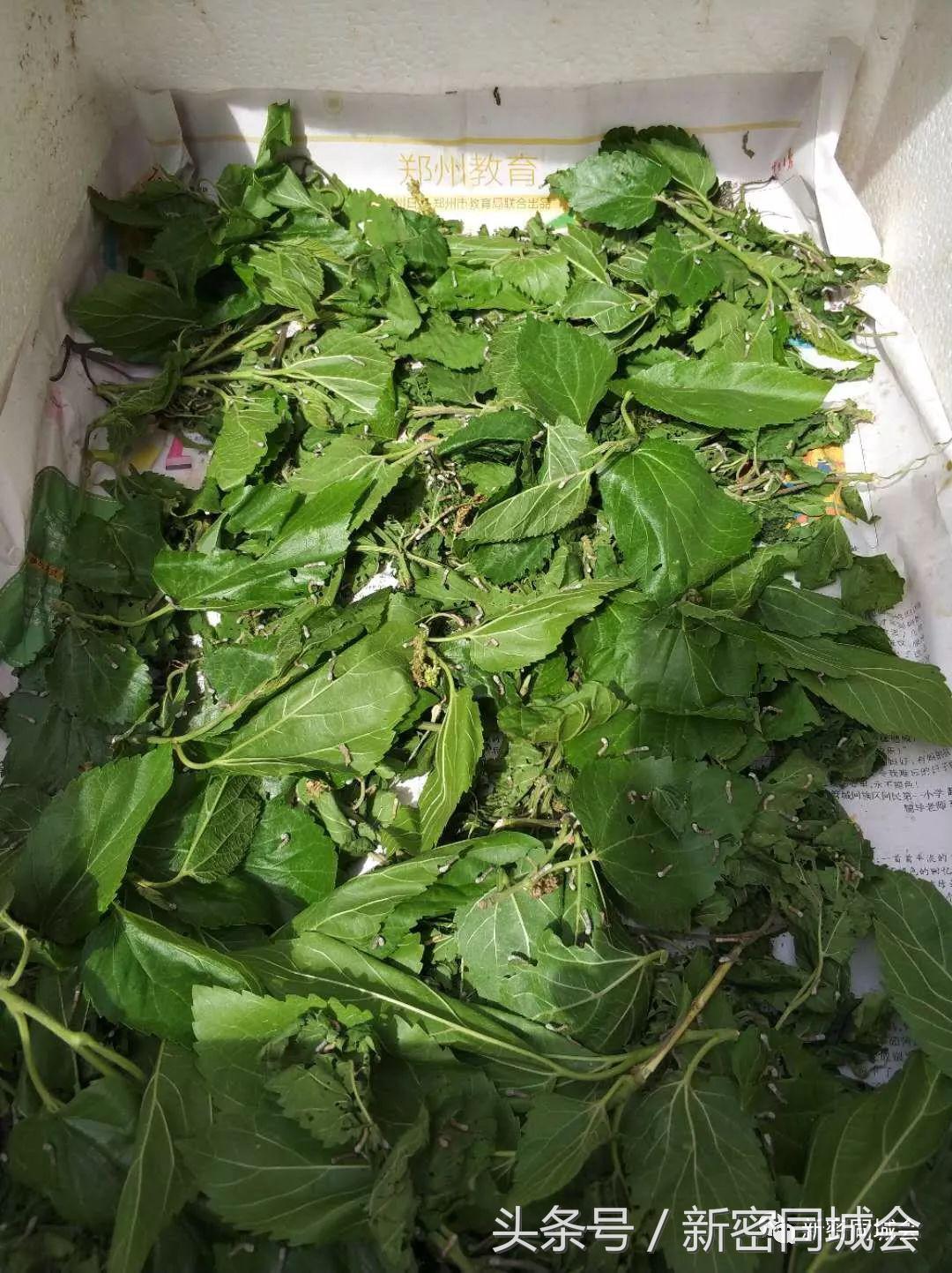 新密市九里山风景区摘槐花,新密超化九里山槐花林