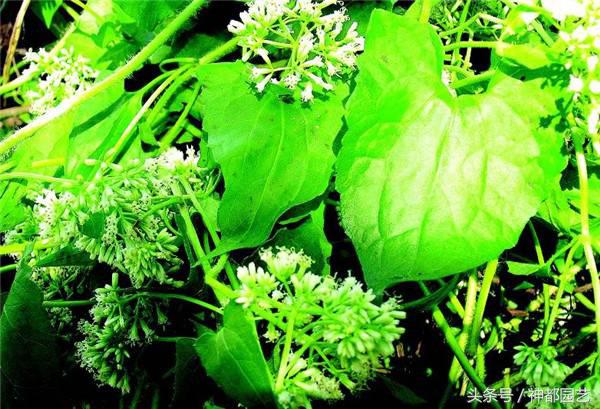 薇甘菊的功效与作用,薇甘菊生长