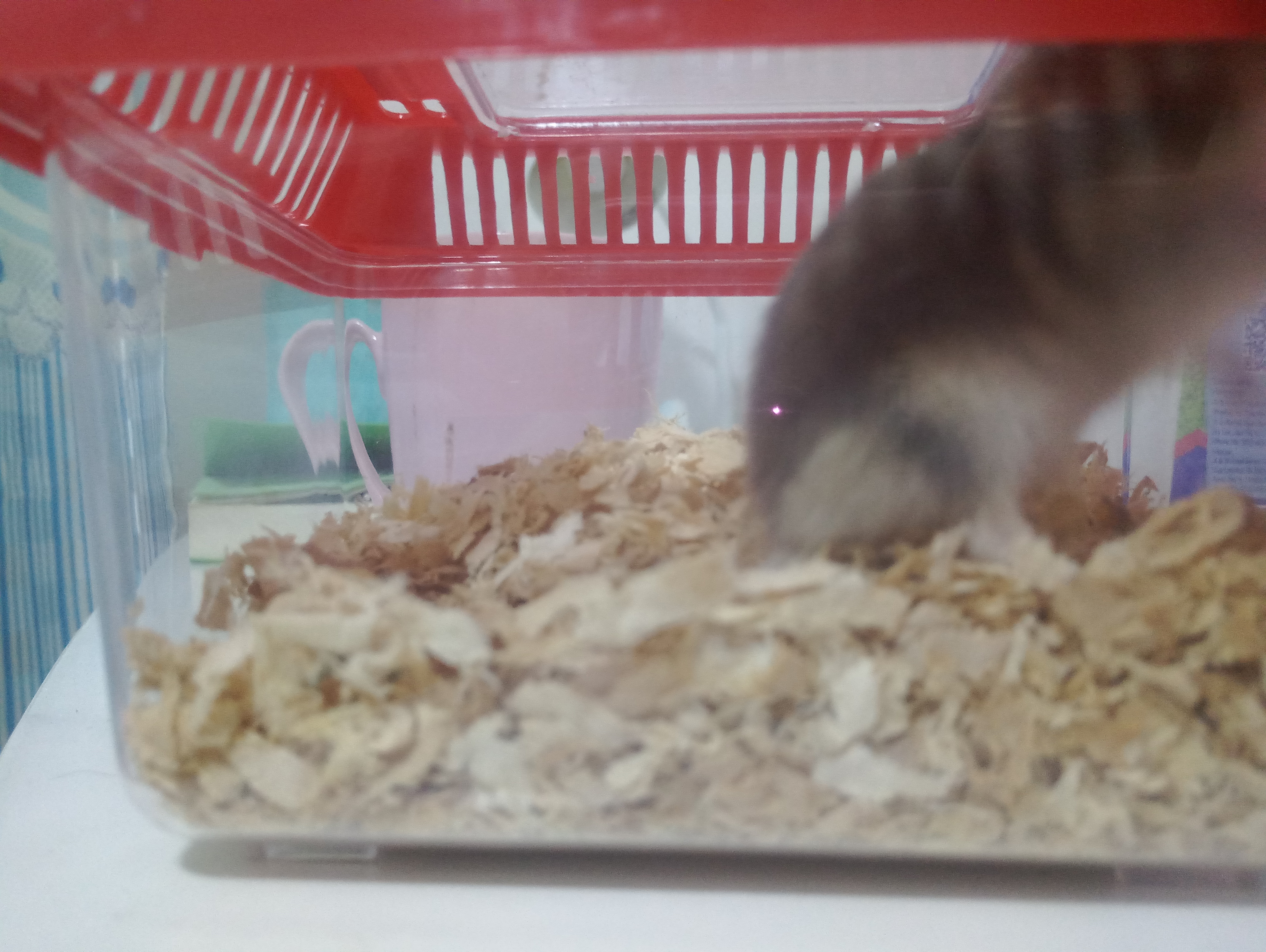 家里多新成员,毛绒绒小动物仓鼠