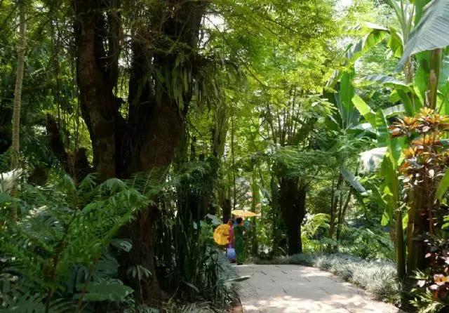 北回归线的热带雨林,北回归线上的绿洲