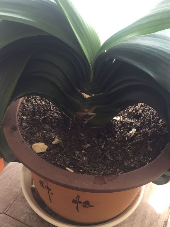 君子兰上什么东西花开茂盛,怎样能把君子兰叶片擦得绿油油