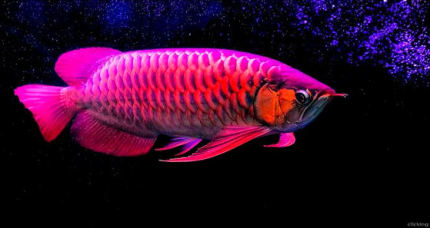 龙鱼老孙视频,龙鱼好养吗