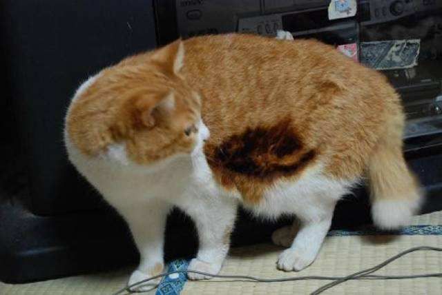 猫咪不喜欢穿戴项圈怎么办,猫咪会习惯穿衣服吗