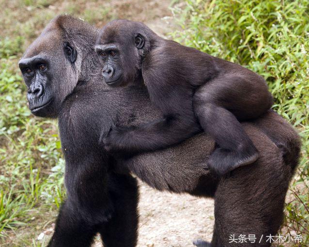 12个孕期的动物,怀孕期最长的动物是什么动物