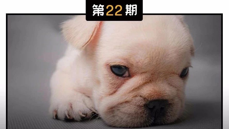比熊法斗幼犬怎么喂养,如何培养幼犬法斗去笼子里拉屎