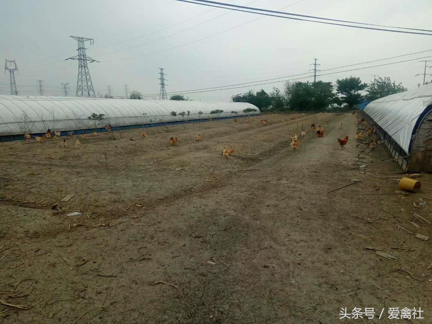 土鸡没有软骨,土鸡是如何养成的