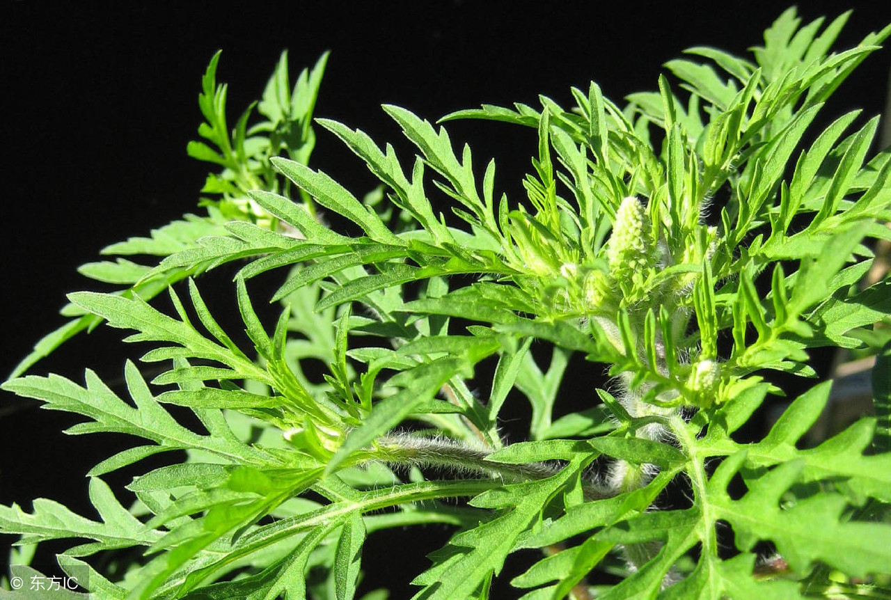 发现滋补中药材：“艾叶”温经止血，散寒止痛，建议收藏