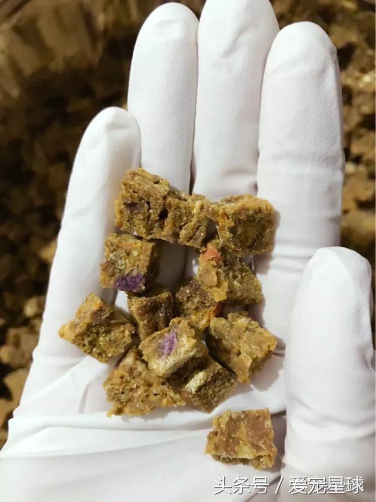 如何自制幼犬去泪痕狗粮视频教程,怎么给狗自制狗粮器