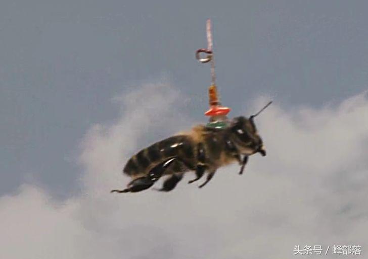 灭胡蜂绝招,灭胡蜂最直接的方法