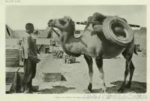 洗干净的恐龙,不可驯服的恐龙