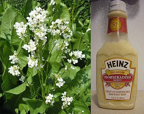 世面上的芥末都是假的吗,中国的芥末和日本的芥末