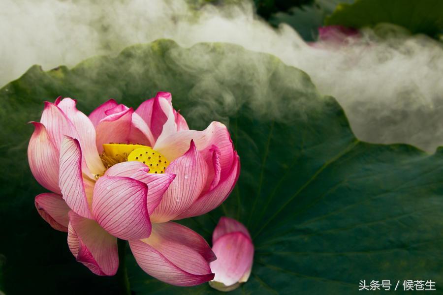 古代诗歌的体裁和题材笔记,七大诗歌体裁及代表作品