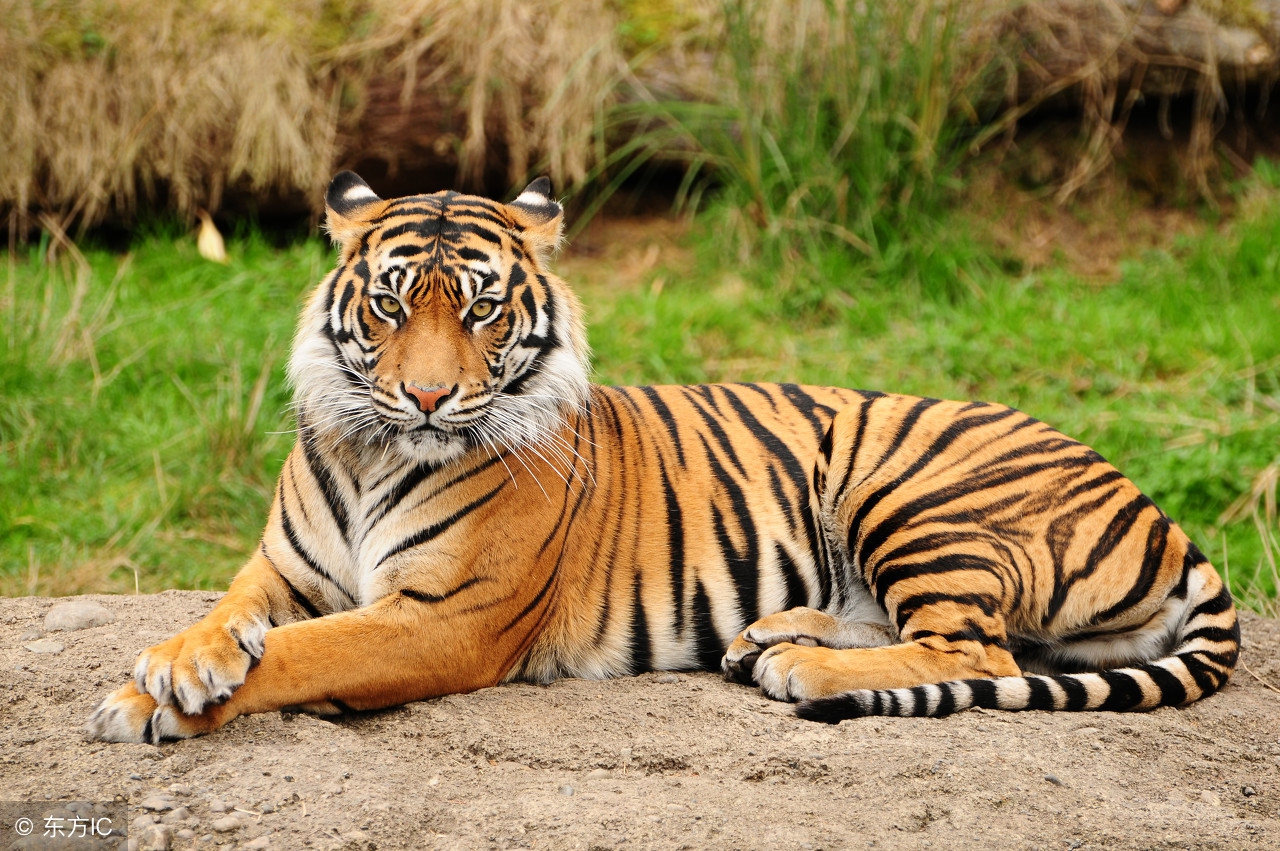 靠谱的生肖虎,生肖虎的玄学秘密与命运转变