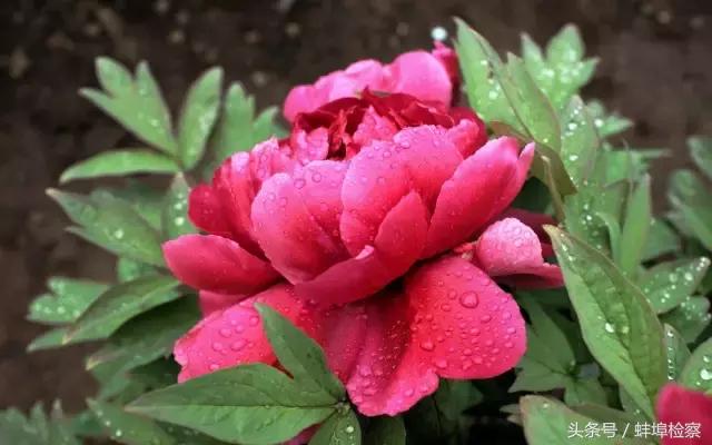 四月的洛阳牡丹盛开的地方,四月洛阳花开满城是花海