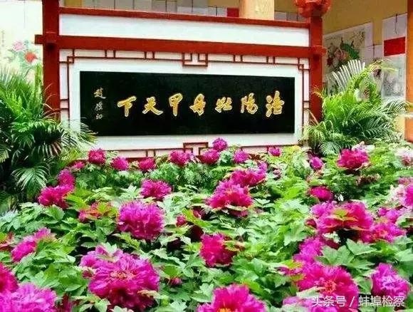 四月的洛阳牡丹盛开的地方,四月洛阳花开满城是花海