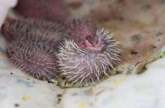 家里养刺猬对风水有什么影响,养刺猬的体验