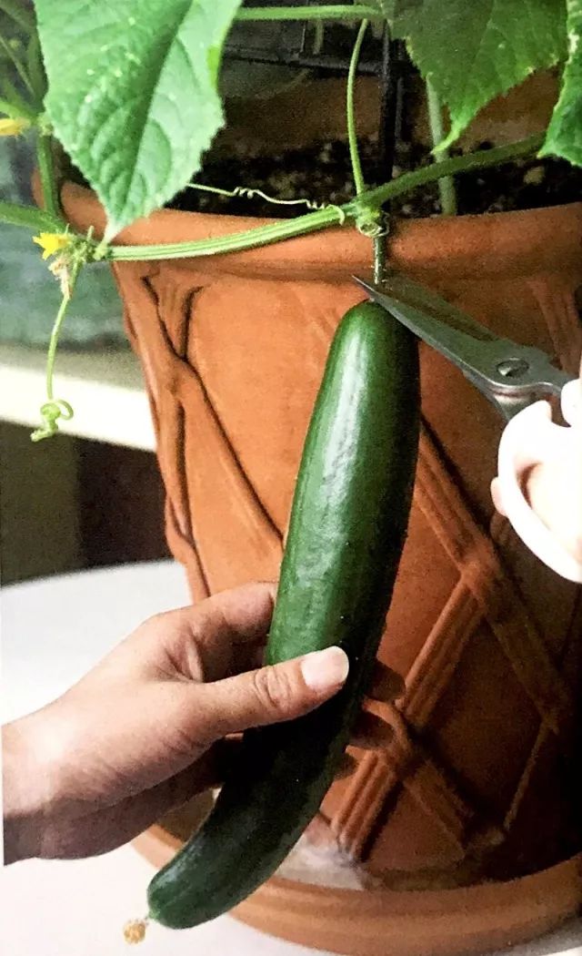 水黄瓜用总浇水吗,水培种植黄瓜的方法